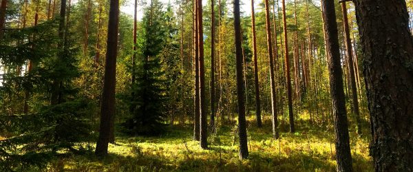 foret1