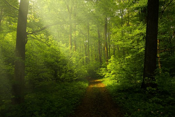 foret2