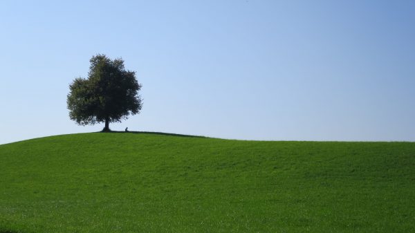 arbres