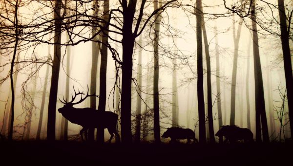 Foret